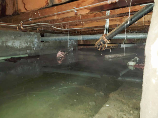Best Flood damage cleanup  in Zachary, LA
